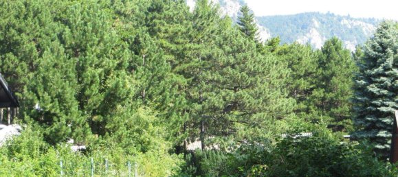 Land in Hohe Wand, Austria No. 213804 3