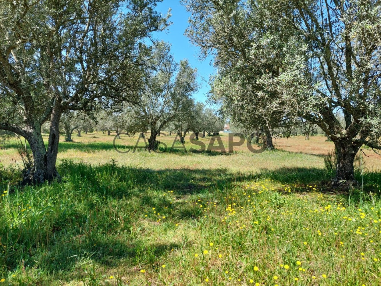  Land in Grandola, Portugal No. 333551