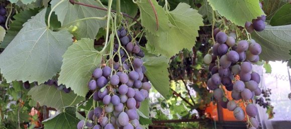 3 bedrooms Townhouse in Rostock, Germany No. 350181 5