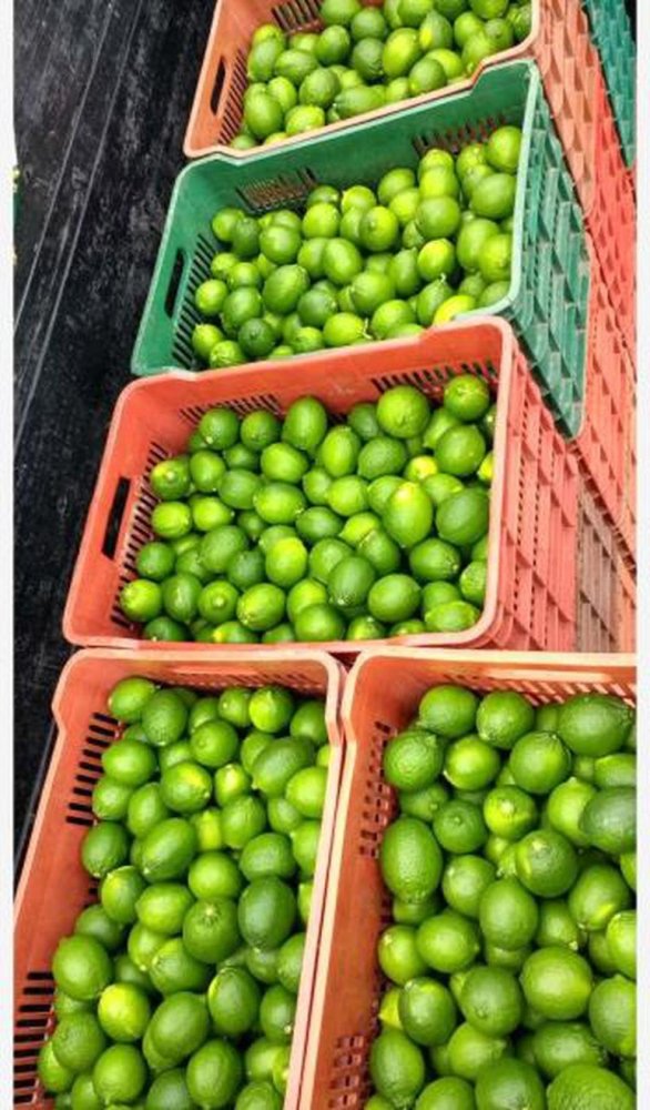 استوديو في Veracruz, Mexico رقم 216030