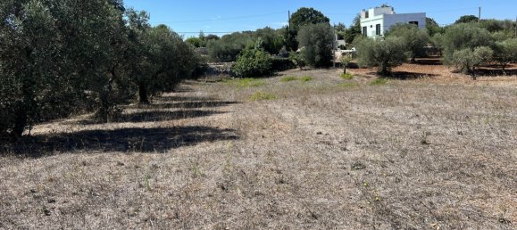 1 chambre Terrain à Cisternino, Italy No. 149814 4
