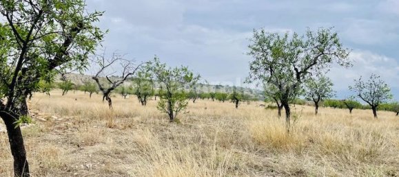 4 bedrooms House in Lucar, Spain No. 12380 18