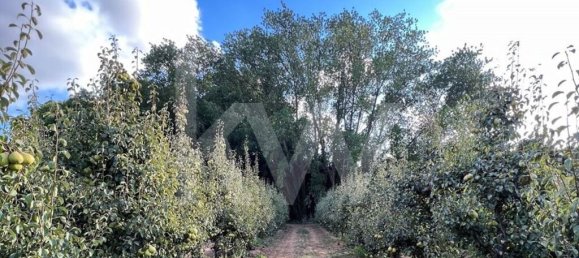15 chambres Maison à Torres Vedras, Portugal No. 54383 41