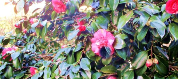 10 rooms Villa in Castelfranco di Sotto, Italy No. 203899 5