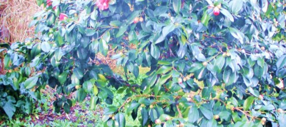 10 rooms Villa in Castelfranco di Sotto, Italy No. 203899 9