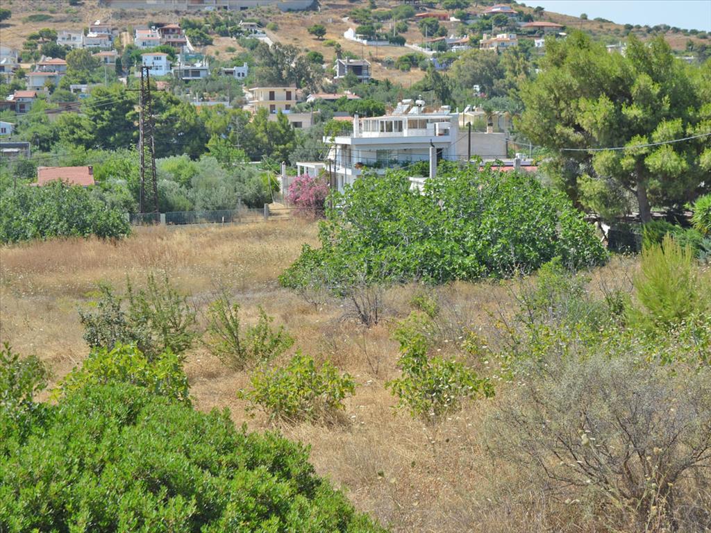 7000m² Hotel in Kalyvia Thorikou, Greece No. 7720