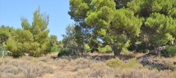 7000m² Hotel in Kalyvia Thorikou, Greece No. 7720 3