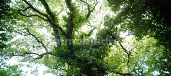 Дом с 10 спальнями в Монтьери, Италия № 267473 13