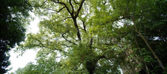 Дом с 10 спальнями в Монтьери, Италия № 267473 29