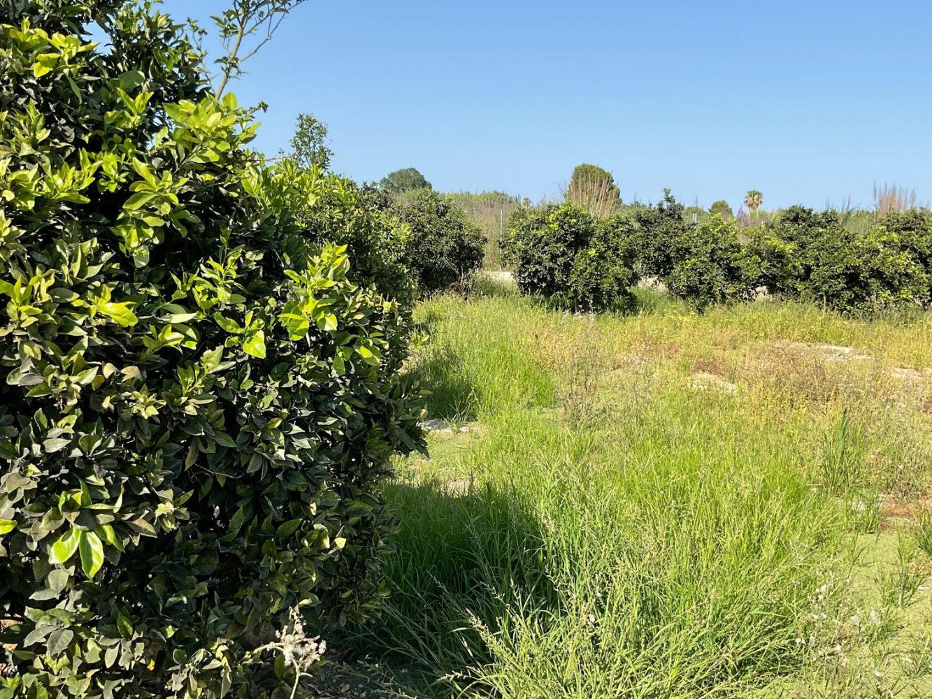  Land in Xeresa, Spain No. 158939