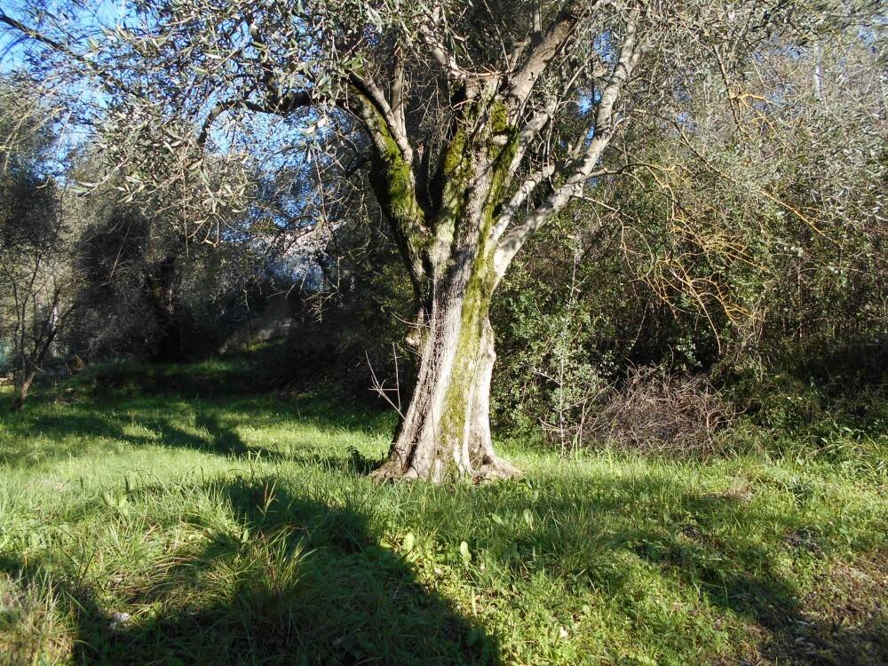  Land in Drap, France No. 119156