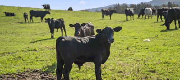 4 bedrooms House in Urunga, Australia No. 1005 7