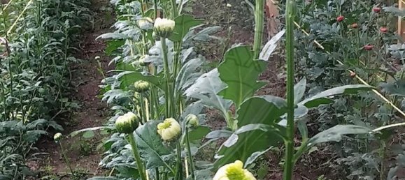 Casa de 4 dormitorios en Celorico de Basto, Portugal No. 188630 23