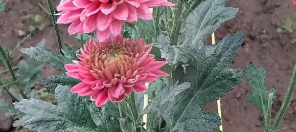 Casa de 4 dormitorios en Celorico de Basto, Portugal No. 188630 26