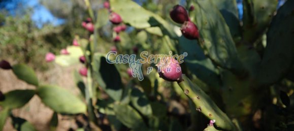 3-salle Maison à Sannicola, Italy No. 236228 9