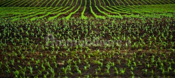 15000m² Land in Patrica, Italy No. 73570 3