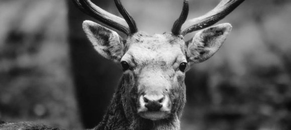 3 rooms House in Comacchio, Italy No. 166264 20