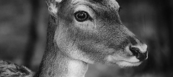 3 rooms House in Comacchio, Italy No. 166264 19