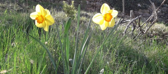  Land in Carlentini, Italy No. 340879 3