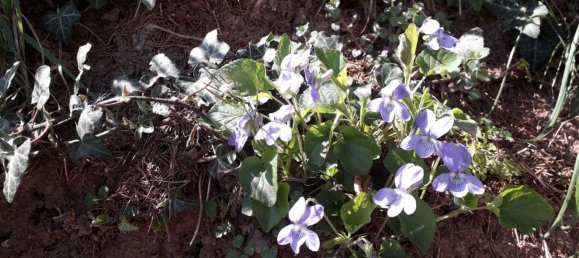  Land in Carlentini, Italy No. 340879 11