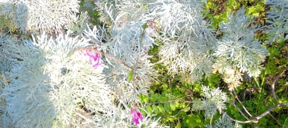  Land in Carlentini, Italy No. 340879 7