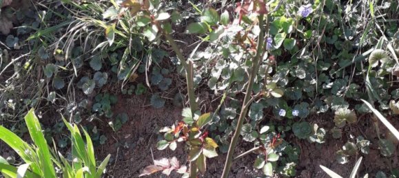  Land in Carlentini, Italy No. 340879 8