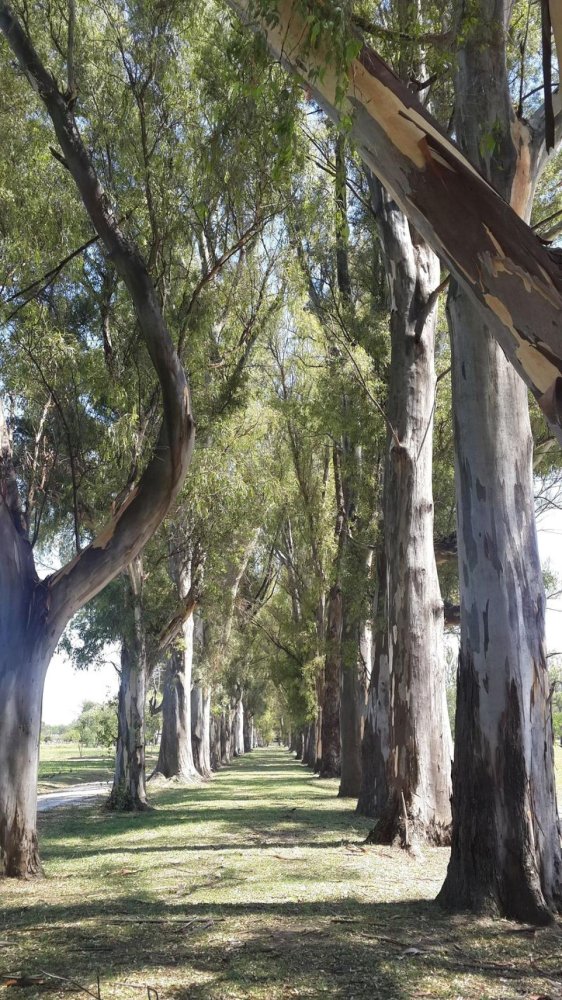 Grundstück in Lujan, Argentina, Nr. 33317