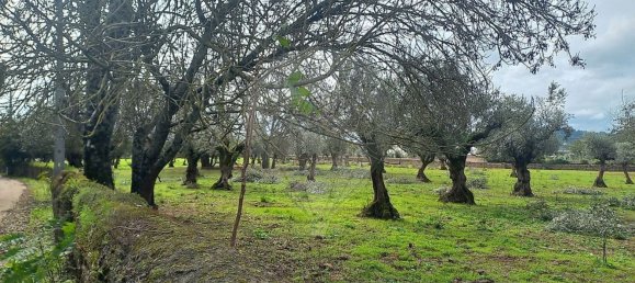 11 bedrooms House in Alvaiazere, Portugal No. 19622 4