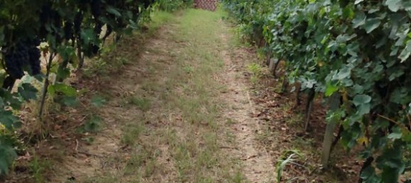 7-Zimmer Haus in Agliano Terme, Italy, Nr. 126081 29