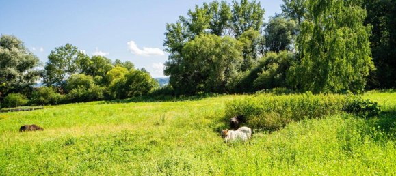 9 rooms House in Aschbach-Markt, Austria No. 157745 31