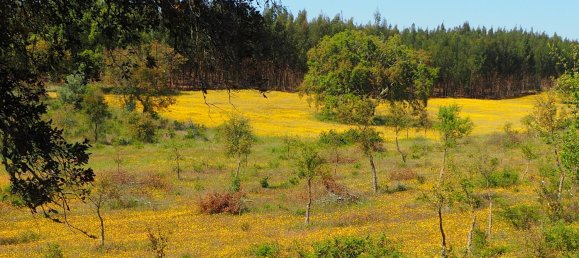  قطعة أرض في Santiago do Cacem, Portugal رقم 189930 5