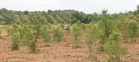  قطعة أرض في Santiago do Cacem, Portugal رقم 189930 19