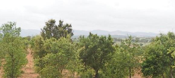  قطعة أرض في Santiago do Cacem, Portugal رقم 189930 21