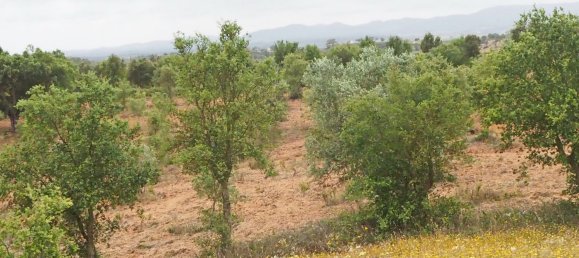  قطعة أرض في Santiago do Cacem, Portugal رقم 189930 17