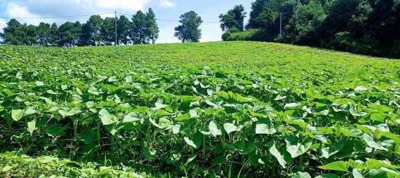 Terrain à Narni, Italy 10000m² No. 317203 6