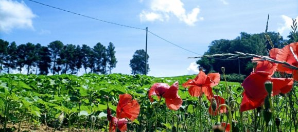 Terrain à Narni, Italy 10000m² No. 317203 11