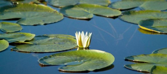 1 Schlafzimmer Hotel in Mecklenburgische Seenplatte, Germany, Nr. 154034 5