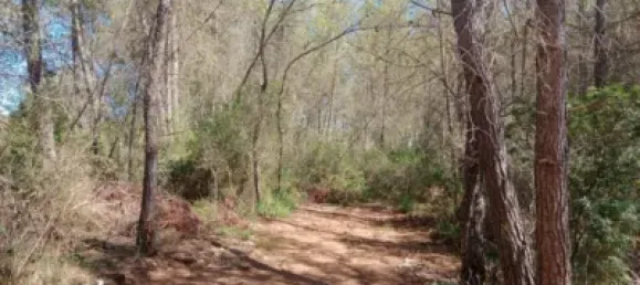  Land in Mallorca, Spain No. 172124 3