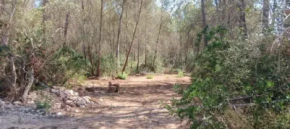  Land in Mallorca, Spain No. 172124 6