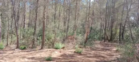  Land in Mallorca, Spain No. 172124 2