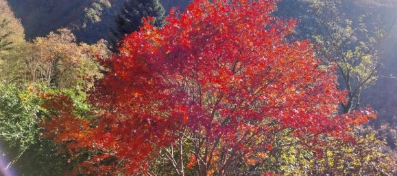 3 rooms House in Stazzema, Italy No. 234160 10