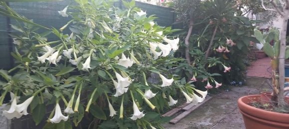 5 rooms Villa in Carrara, Italy No. 50914 21