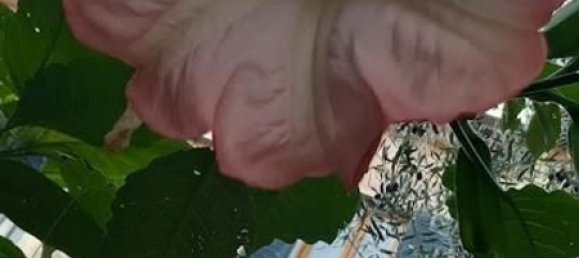 5 rooms Villa in Carrara, Italy No. 50914 23