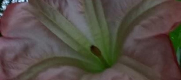 5 rooms Villa in Carrara, Italy No. 50914 25