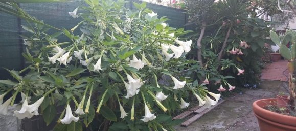 5 rooms Villa in Carrara, Italy No. 50914 22