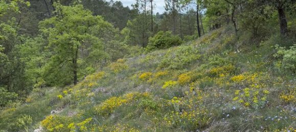  Land in Saint-Paul-en-Foret, France No. 277776 2