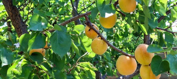 4-salle Maison de ville à Munchendorf, Austria No. 231881 31