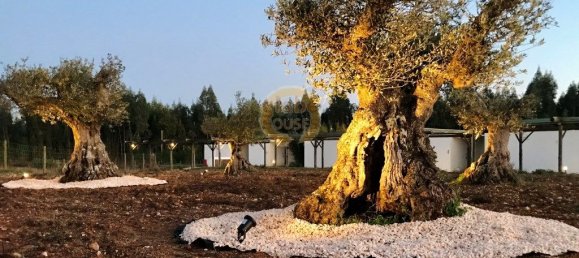 9 bedrooms Hotel in Sao Teotonio, Portugal No. 56459 31