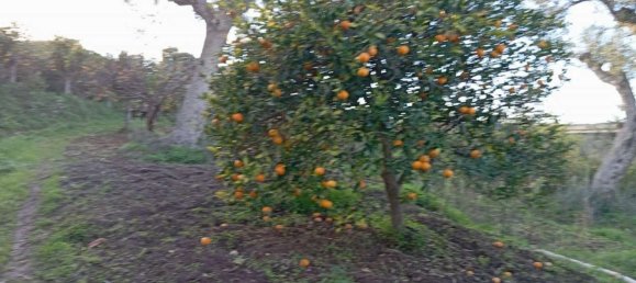 Grundstück in Campofelice di Roccella, Italy 10000m², Nr. 154481 14