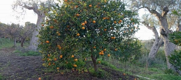 Grundstück in Campofelice di Roccella, Italy 10000m², Nr. 154481 11